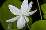 Rue anemone <BR>Windflower